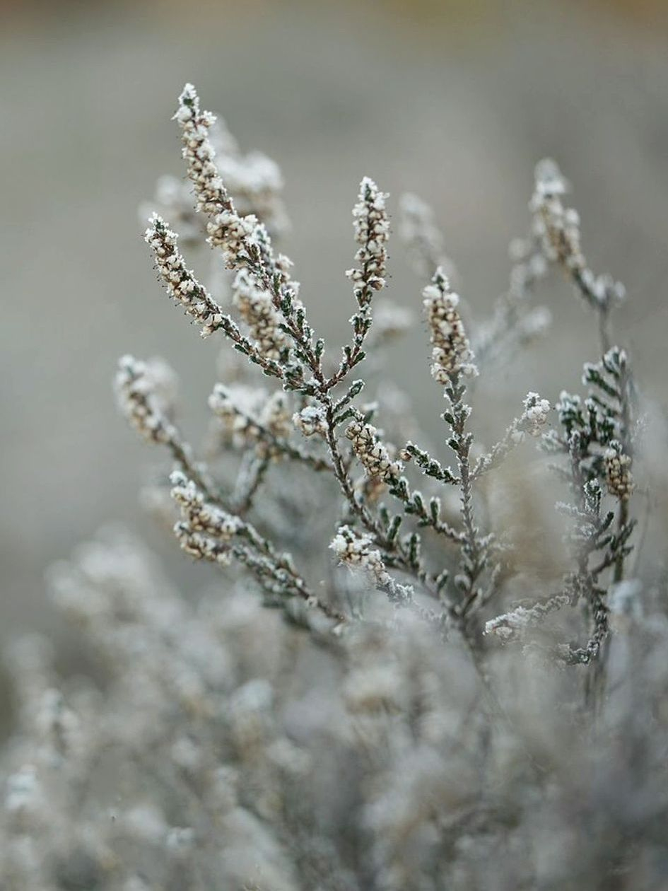 The Seasonal